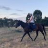 Eventer/All rounder on HorseYard.com.au