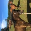 78% Arabian Riding Pony filly.  on HorseYard.com.au