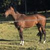 OTT QUIET GELDING on HorseYard.com.au