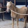 DIXIE- Cute &Quiet 12.2hh 7yo Welsh Mountain Pony  on HorseYard.com.au