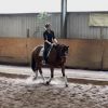 Sweet 7yo TB Gelding  on HorseYard.com.au