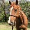 Lovely Ottb Gelding on HorseYard.com.au