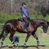 TB Gelding  on HorseYard.com.au