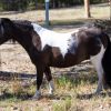 Outstanding Miniature Pony/APSB colt - Yearling on HorseYard.com.au