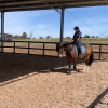 Clydie x QH-SOLD on HorseYard.com.au