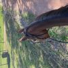 6yo bay gelding on HorseYard.com.au