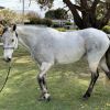 QH x Mare 14.1hh  on HorseYard.com.au