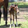 Fiji R Filly on HorseYard.com.au