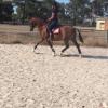 Show/Allrounder childs pony  on HorseYard.com.au