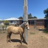 Welsh gelding  on HorseYard.com.au