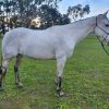 QH x Mare  on HorseYard.com.au