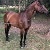 Unraced TB Mare- Ride or Breed on HorseYard.com.au