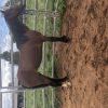 2 pony mares on HorseYard.com.au