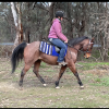 Roany 14h 4yo quarter horse gelding  on HorseYard.com.au