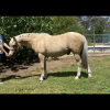 Pony Palomino Gelding  on HorseYard.com.au