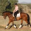 Kind OTTB Gelding  on HorseYard.com.au