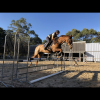 Lovely ISH Allrounder For Sale  on HorseYard.com.au