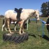 Appy 8 years old 15.1hh on HorseYard.com.au