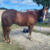 12yo Quiet Quarter Horse Gelding on HorseYard.com.au