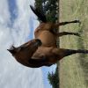 Whiskey-TB Gelding on HorseYard.com.au