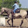 Beginner Safe Horse For Kids on HorseYard.com.au