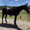 Gorgeous TB Gelding  on HorseYard.com.au