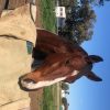 Great Allrounder  on HorseYard.com.au