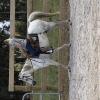 Registered Aust Riding Pony on HorseYard.com.au