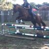 Athletic, sensible 15.2 9yo tb gelding  on HorseYard.com.au