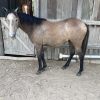 Grey Qh filly on HorseYard.com.au