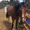 anglo Arab  gelding on HorseYard.com.au