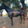 Black Quarter horse mare beginners SOLD on HorseYard.com.au