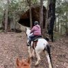 Gypsy Cob/Clydesdale  on HorseYard.com.au