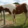 Pretty Paint x QH Gelding on HorseYard.com.au