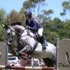 Grey Thoroughbred on HorseYard.com.au