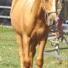 SUPER QUIET YEARLING QH GELDING FOR SALE on HorseYard.com.au