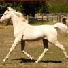 Champagne Arabian derivative yearling gelding on HorseYard.com.au