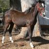 ASH REGISTERED YEARLINGS - 4x filly 2x Colt Australian Stock Horse All Hardrock 2017 Foals on HorseYard.com.au