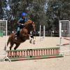 Performance Pony 12.1hh 5yo on HorseYard.com.au