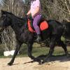 STB Gelding -Jimmy on HorseYard.com.au