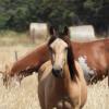 Gypsy Cob x Qtr on HorseYard.com.au