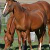 WELSH B COLT on HorseYard.com.au