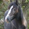 75% Gypsy Cob Gelding on HorseYard.com.au