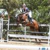 Fuss free all rounder/eventer on HorseYard.com.au