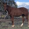 Quite rising 2 year old filly. Price reduction due to no grass  on HorseYard.com.au