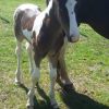 percheron X Colt on HorseYard.com.au