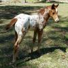 Appaloosa filly on HorseYard.com.au