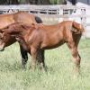 Reg Welsh B Bamborough Yearling Filly on HorseYard.com.au