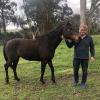 Horse For Sale  on HorseYard.com.au