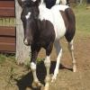 Phaa black and white filly on HorseYard.com.au